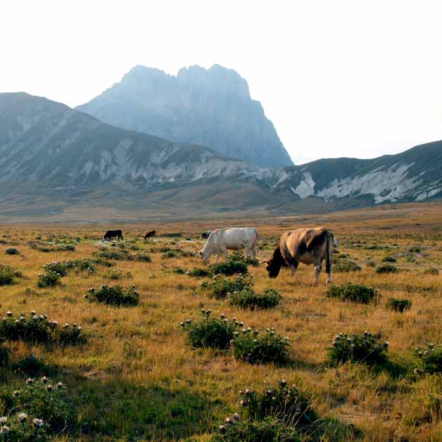 campo-imperatore campo-imperatore